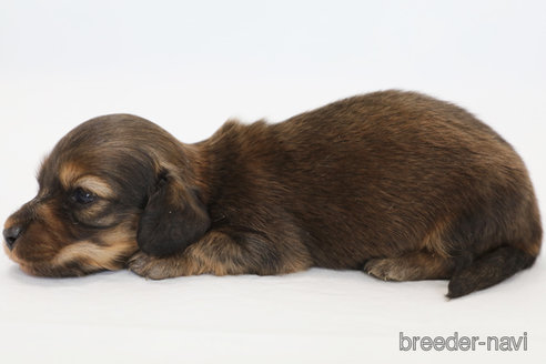 成約済の神奈川県のミニチュアダックスフンド(ロングヘアード)-313801の2枚目